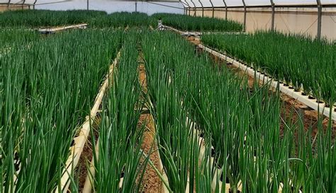 larostar trout farm|Larostar Trout Farm in the city Bronkhorstspruit.